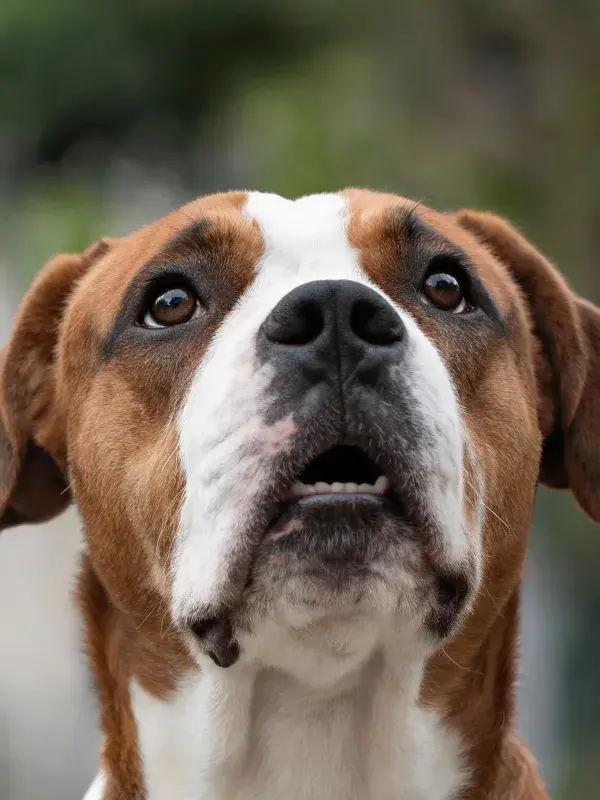 拳师犬向上凝视的户外特写
