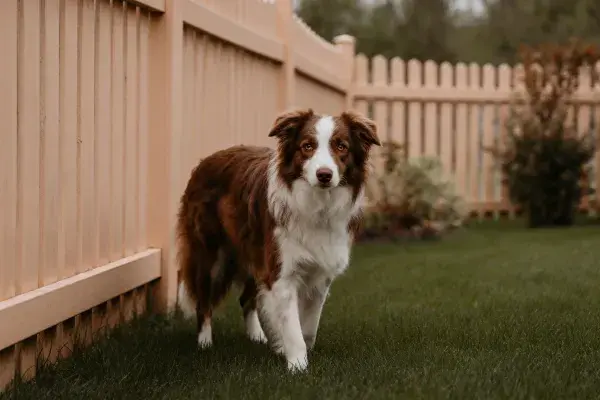 阳台旁的棕白相间的边境牧羊犬