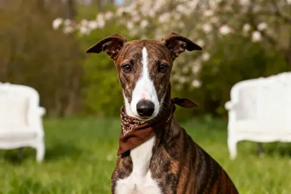 户外花园中惠比特犬特写