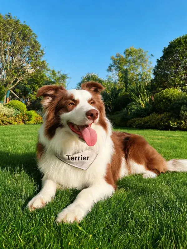 边境牧羊犬在草坪休息