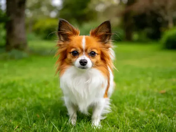 蝴蝶犬于草地场景的特写