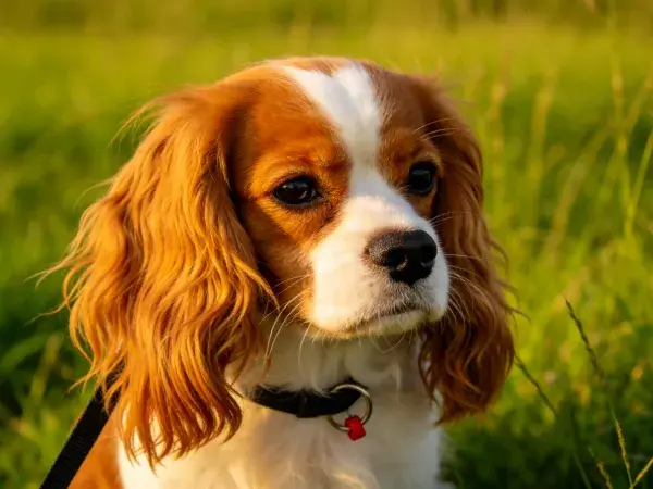 青草暖光下王查理王小猎犬特写