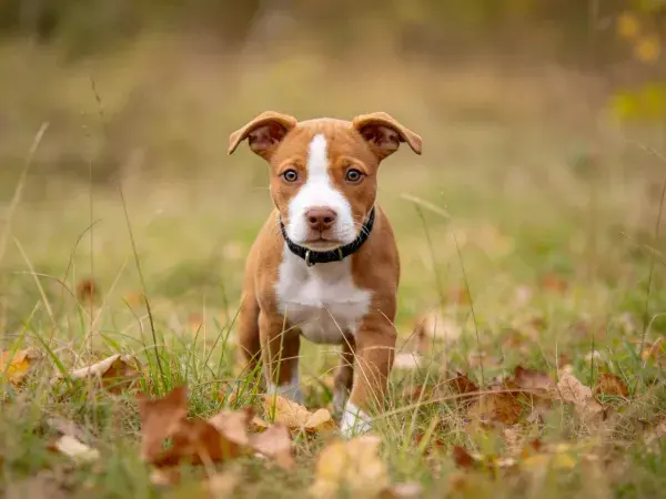 草地落叶间拳师犬混种幼犬