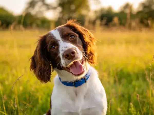 草地中英国史宾格犬特写