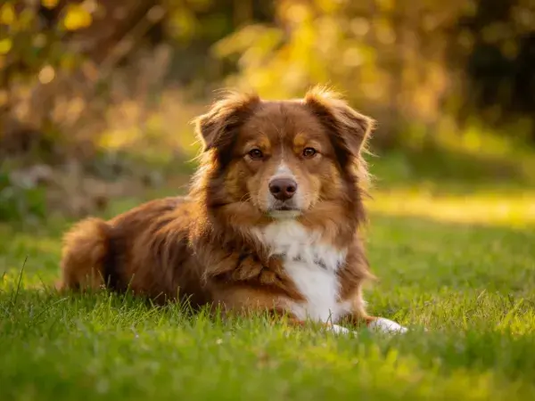 阳光草地上的边境牧羊犬混种犬