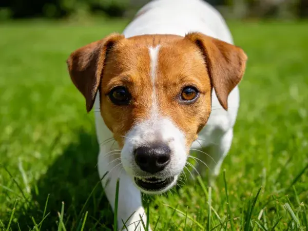 杰克罗素梗犬注视镜头瞬间