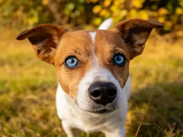 特写拍摄草地上的梗犬