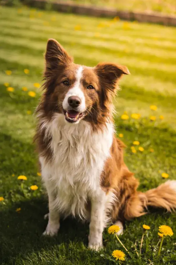 边境牧羊犬坐于花草草地