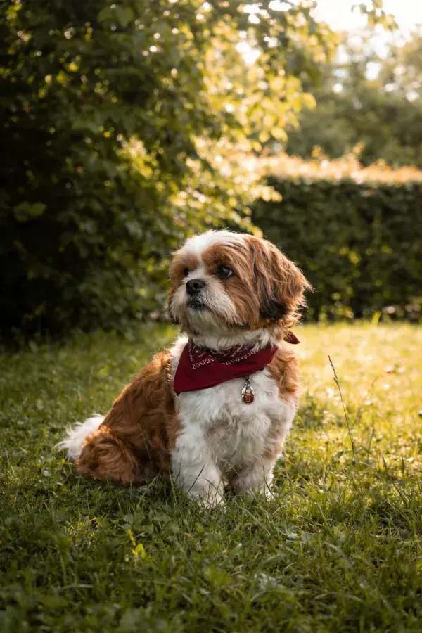 户外草地暖光下的小型长毛混种犬