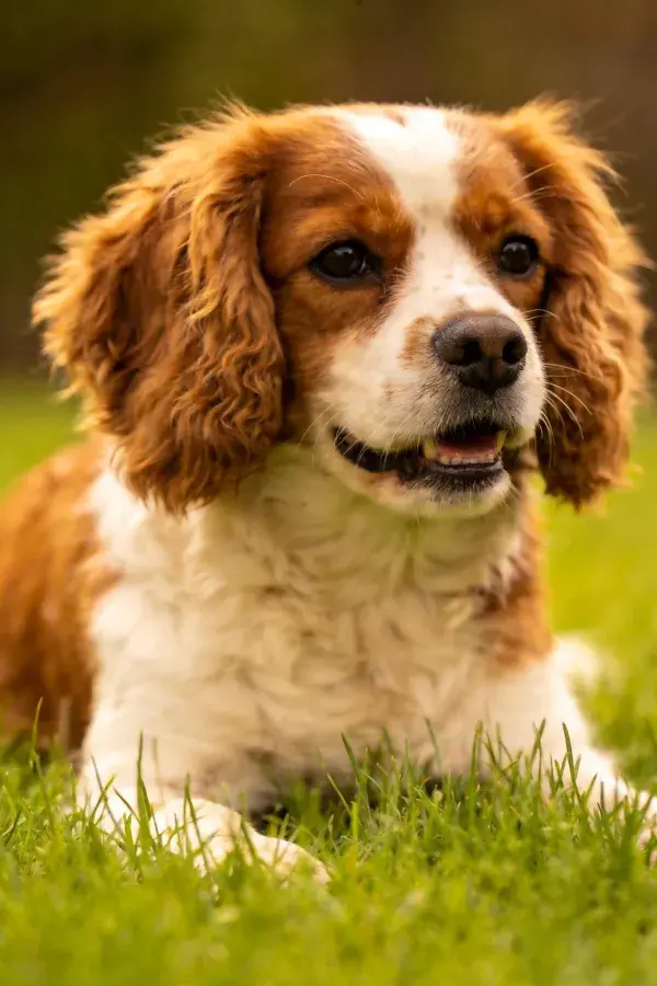 可卡犬在草地上的特写镜头