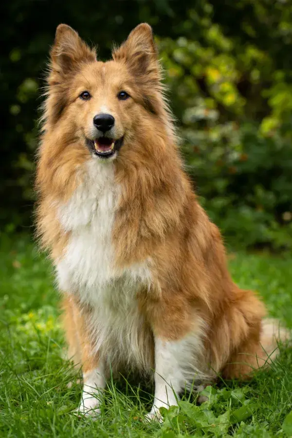 绿草地上的浅棕色长毛牧羊犬