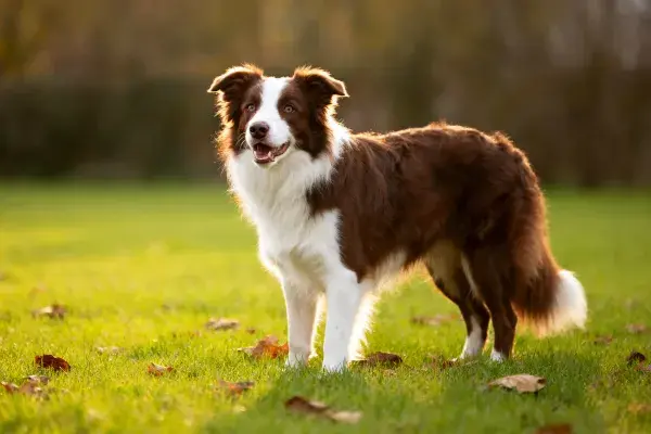 边境牧羊犬站立于草地场景