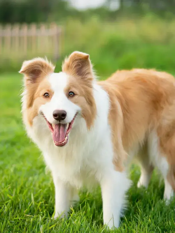 边境牧羊犬在绿色草坪上的特写