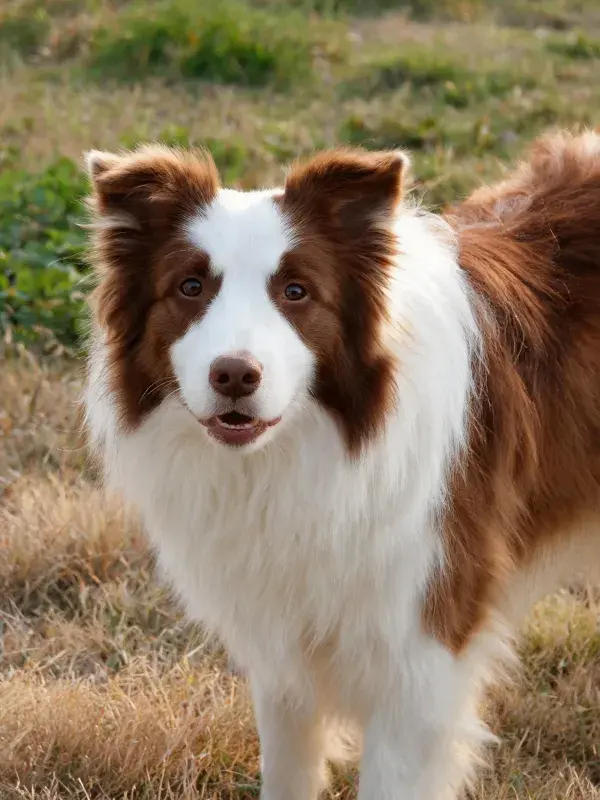 棕白相间边境牧羊犬站立于草地