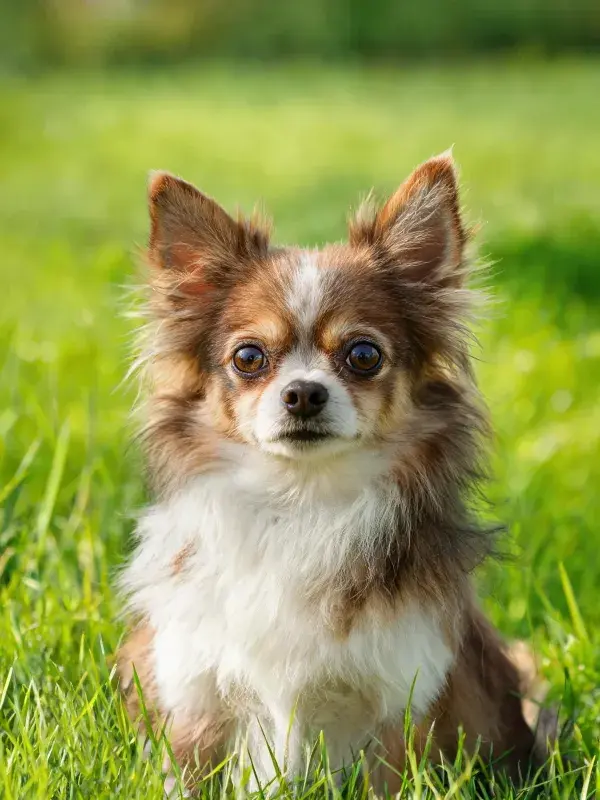 草地上的长毛吉娃娃犬