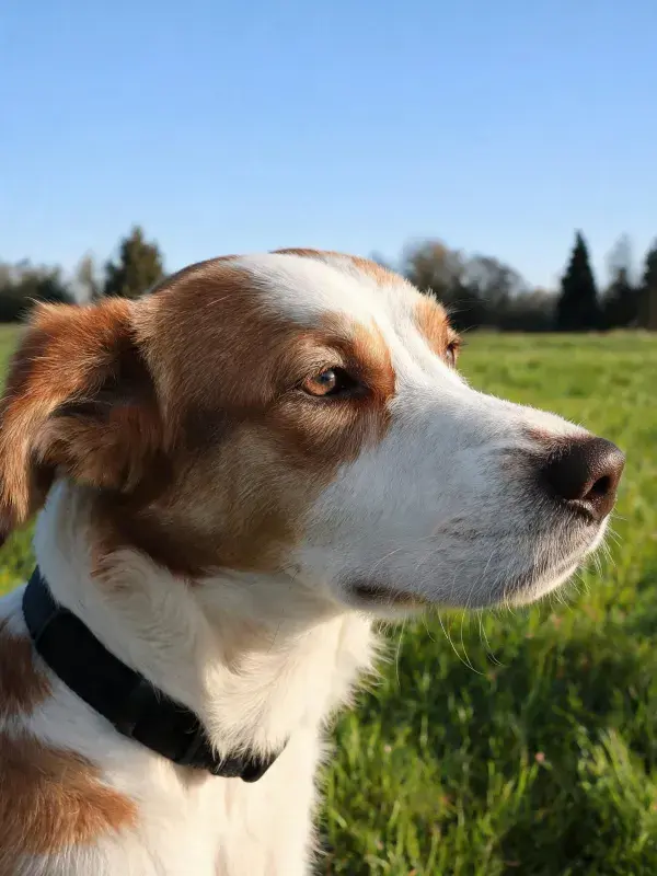 阳光下草地上的边境牧羊犬特写