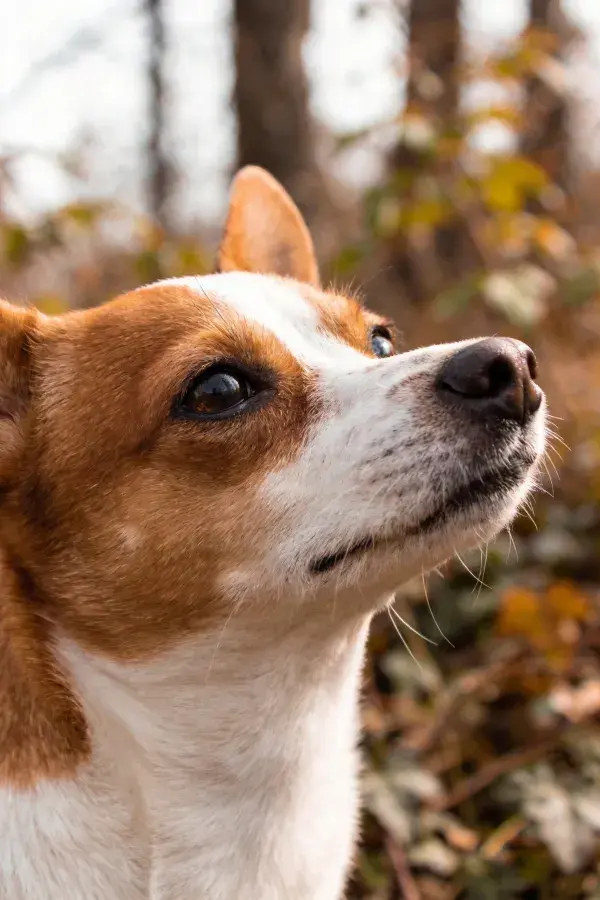 阳光明亮下棕白相间混血犬抬头凝视场景