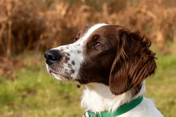 英国史宾格犬头部特写