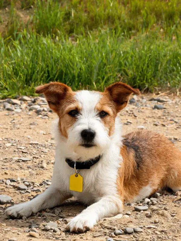 沙石路上的棕白相间混血梗犬特写