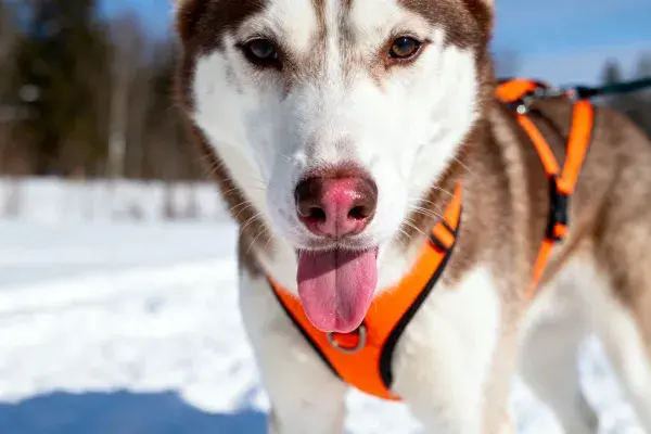 西伯利亚雪橇犬近景展示