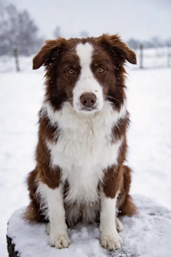 边境牧羊犬雪地木桩坐姿
