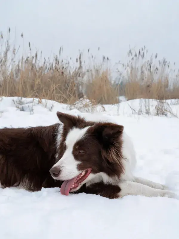 雪地中休憩的边境牧羊犬
