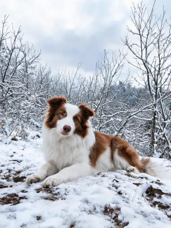 雪地中边境牧羊犬的休憩