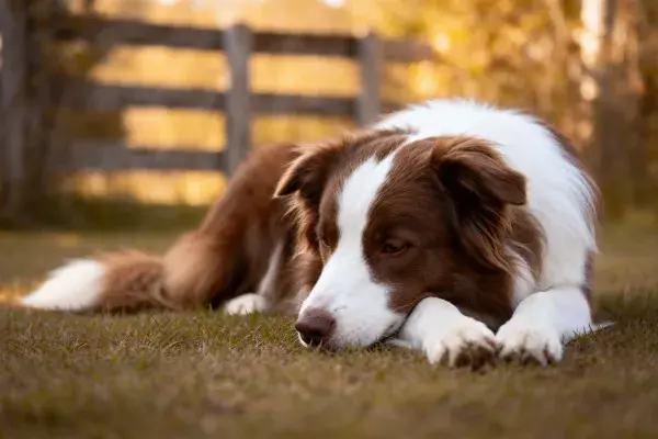 棕白边境牧羊犬草地休憩特写