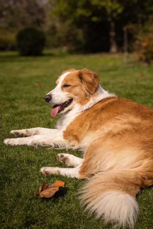 棕白相间中型牧羊犬于草坪休憩场景