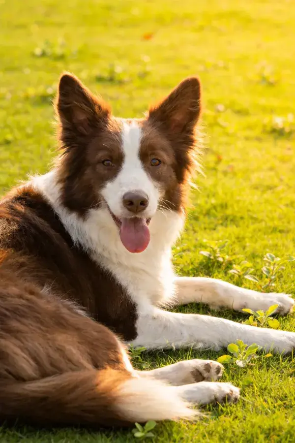 暖光草地上的棕白边境牧羊犬