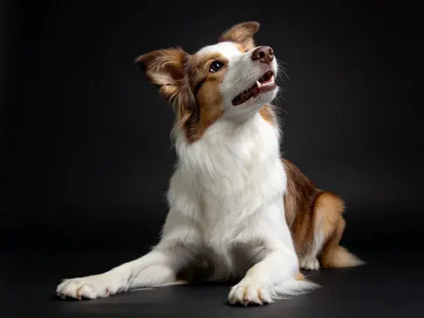深色背景下边境牧羊犬特写