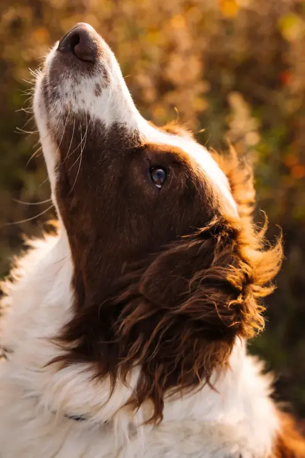 暖光下英国史宾格犬抬头特写