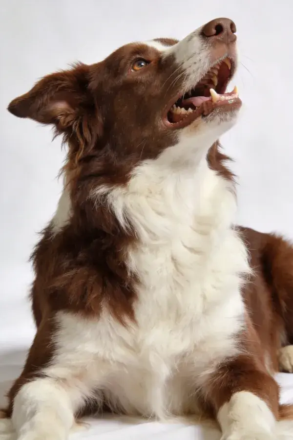 棕白相间的边境牧羊犬仰望特写