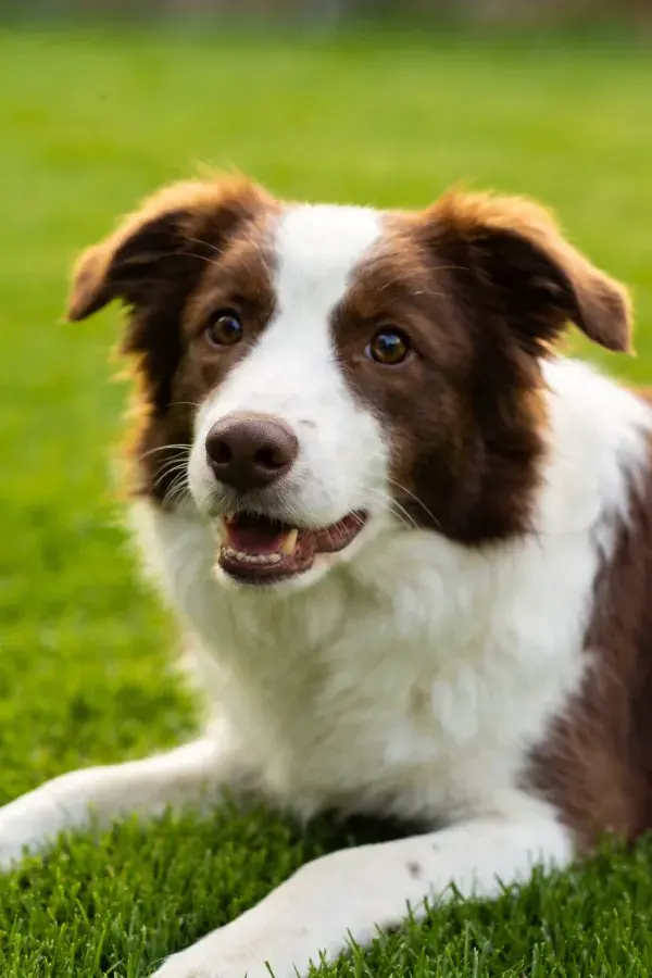 黑白边境牧羊犬在青草地上休息