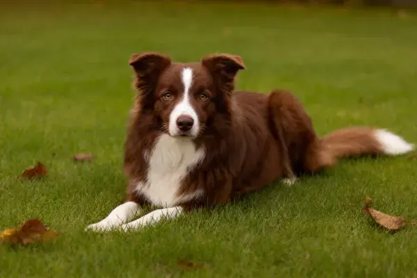 边境牧羊犬躺卧在草坪上的状态捕捉