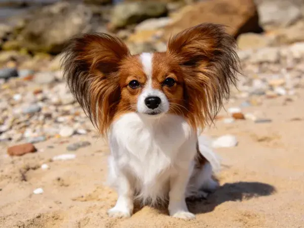 阳光沙滩上的蝴蝶犬特写