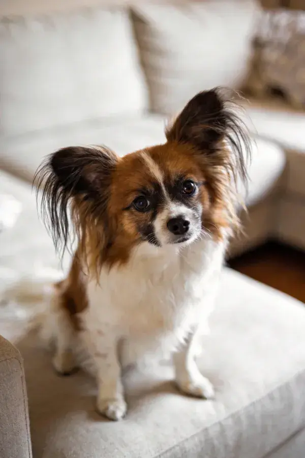 蝴蝶犬坐在浅灰色沙发扶手上