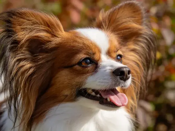 光照下的蝴蝶犬特写镜头