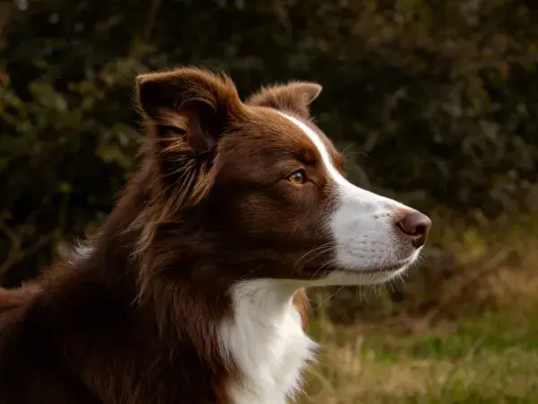 草地中红白相间的边境牧羊犬