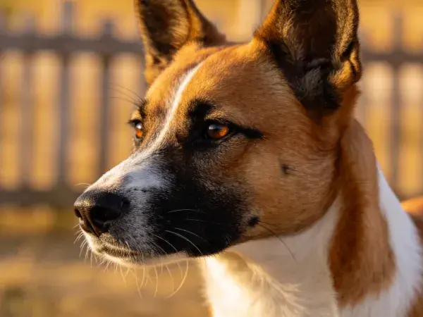 Basenji犬面部特写镜头
