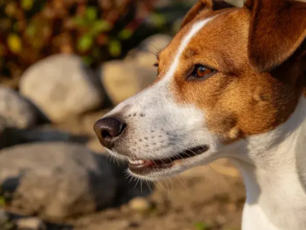户外岩石旁杰克罗素梗犬特写
