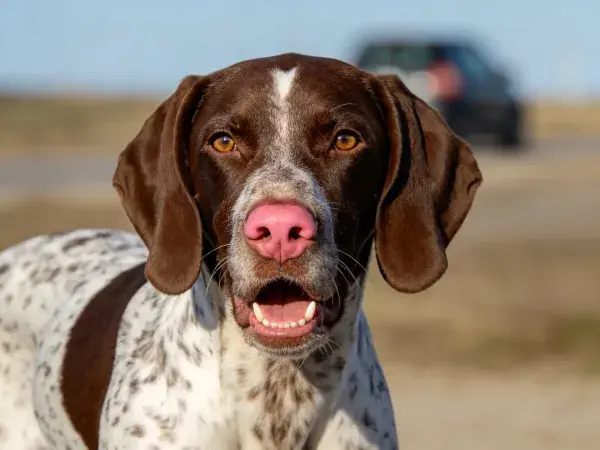 户外特写拍摄一只德系短毛指示犬