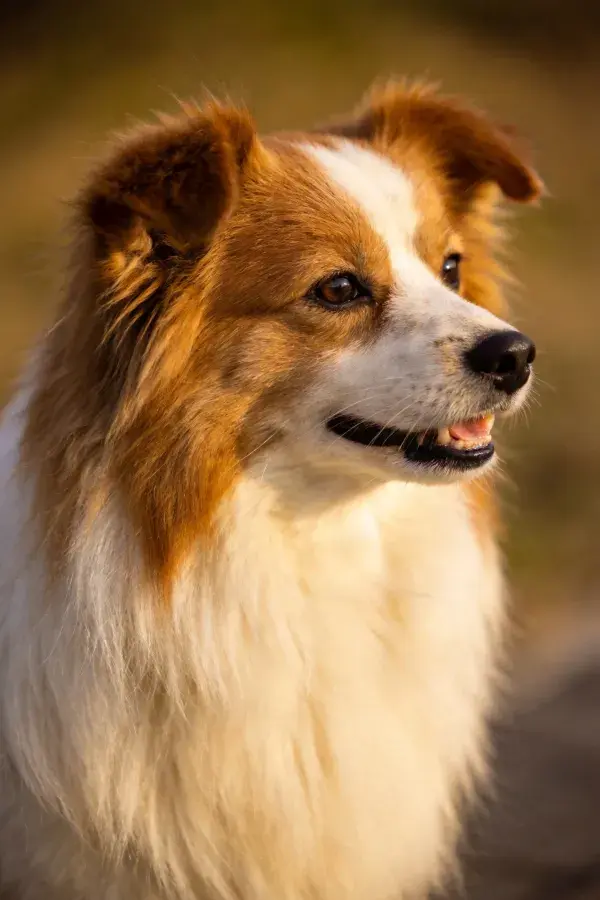 设得兰牧羊犬专注凝视