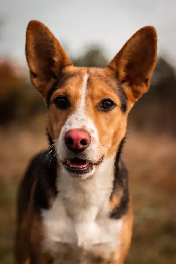 户外暖光下三色短毛混血犬特写
