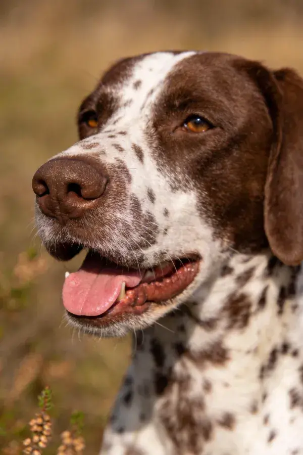 户外阳光下棕白相间的德国短毛指示猎犬特写