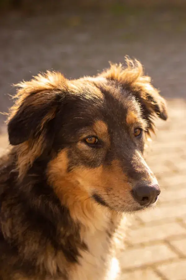 阳光下的混血牧羊犬特写