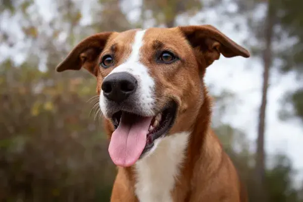 阳光下户外环境中的棕白相间短毛混种犬图片