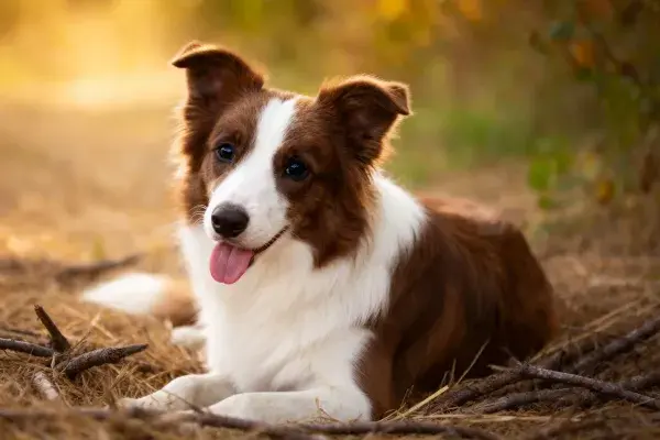 棕白相间的边境牧羊犬特写