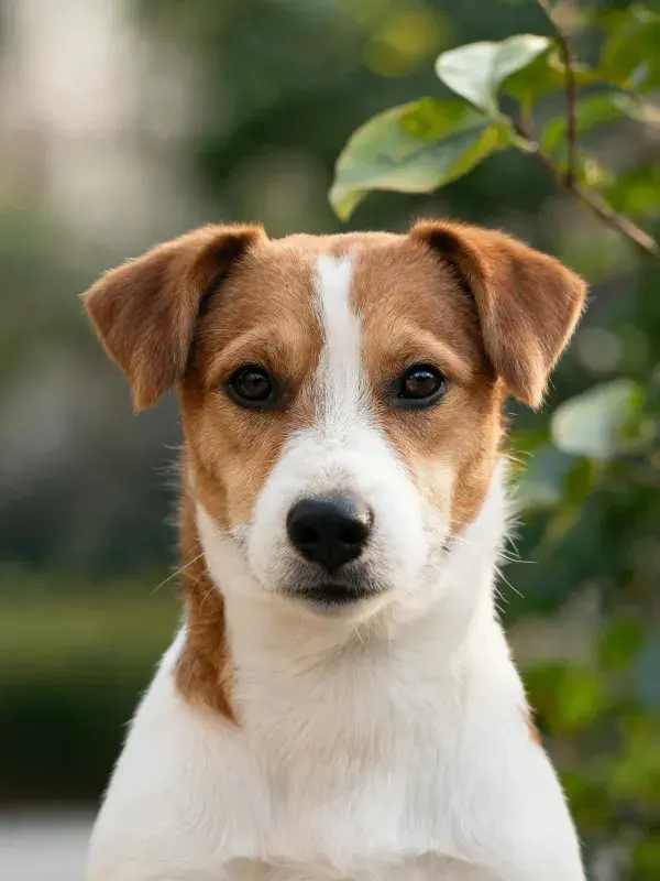 特写拍摄一只杰克罗素梗犬