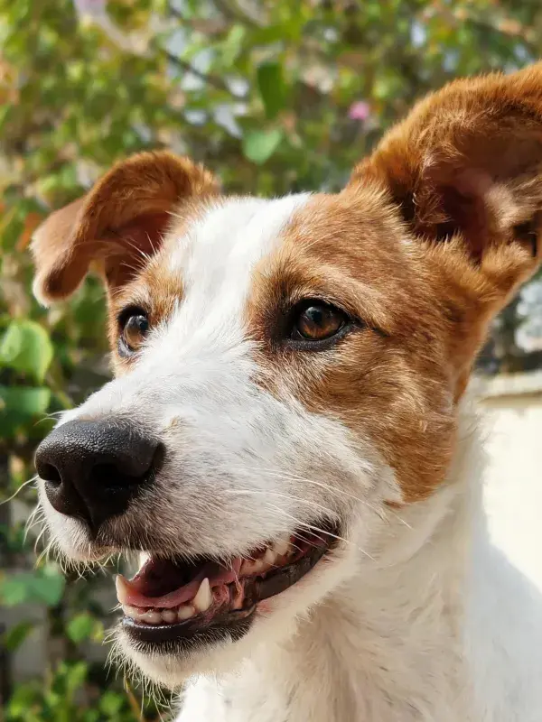 户外环境中杰克罗素梗犬的特写